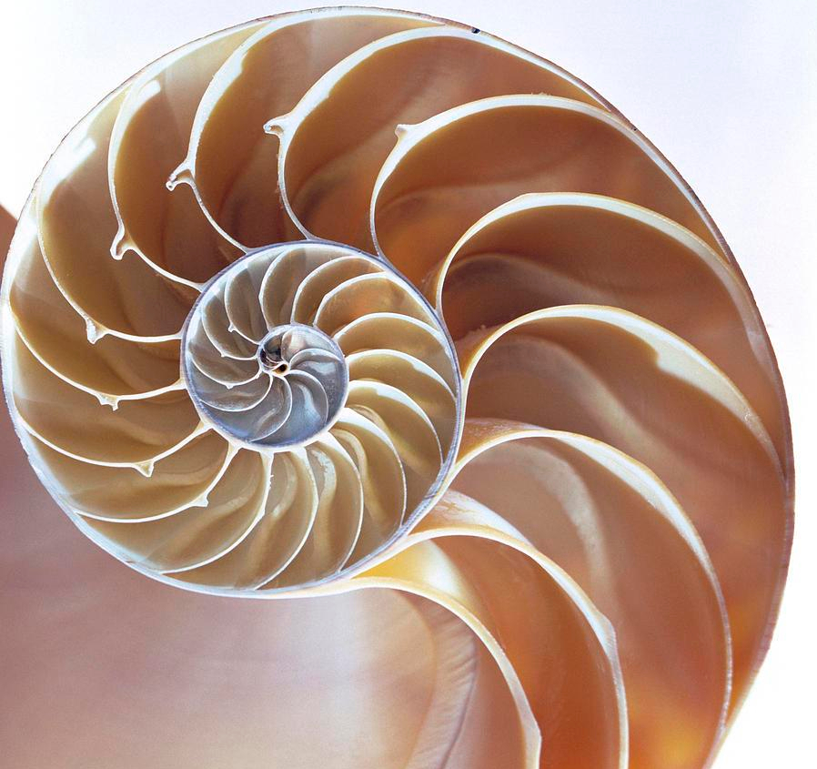 Nautilus-shell.jpg